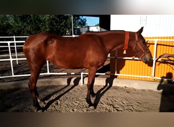 PRE, Mare, 8 years, 15,2 hh