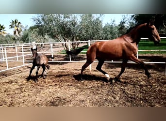 PRE, Mare, 8 years, 15,2 hh