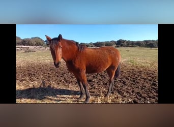 PRE Mix, Mare, 8 years, 15,3 hh, Brown