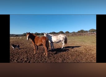 PRE Mix, Mare, 8 years, 15,3 hh, Brown