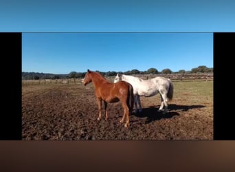 PRE Mix, Mare, 8 years, 15,3 hh, Brown