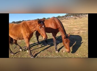 PRE Mix, Mare, 8 years, 15,3 hh, Brown