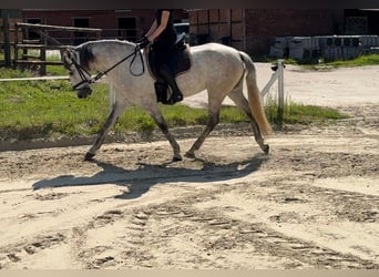 PRE Mix, Mare, 8 years, 15,1 hh, Can be white