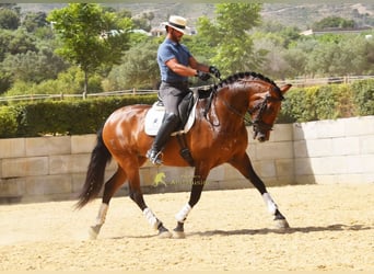 PRE, Mare, 8 years, 16.1 hh, Brown