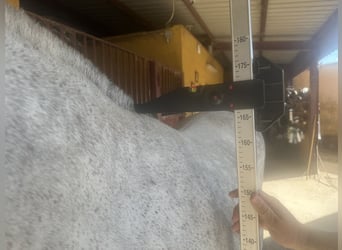 PRE Mix, Mare, 8 years, 16.1 hh, Gray