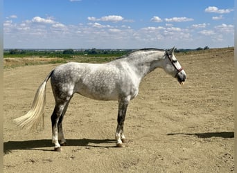 PRE Mix, Mare, 8 years, 16.1 hh, Gray
