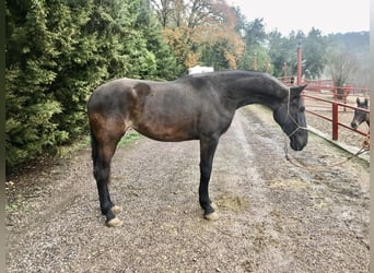 PRE, Mare, 8 years, 16.2 hh, Black