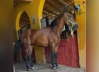 PRE Mix, Mare, 8 years, 16.2 hh, Brown