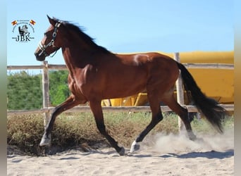 PRE, Mare, 8 years, 16.2 hh, Brown