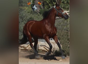 PRE, Mare, 8 years, 16.2 hh, Brown
