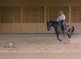 PRE Mix, Mare, 8 years, 16 hh, Brown