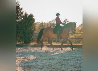 PRE Mix, Mare, 8 years, 16 hh, Brown