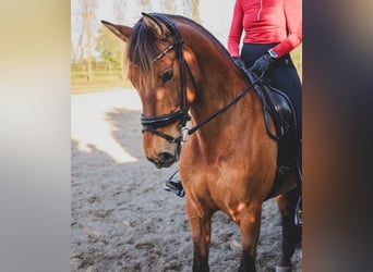 PRE Mix, Mare, 8 years, 16 hh, Brown