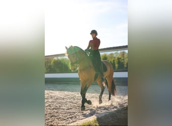 PRE Mix, Mare, 8 years, 16 hh, Brown