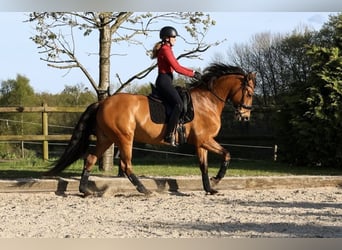 PRE Mix, Mare, 8 years, 16 hh, Brown