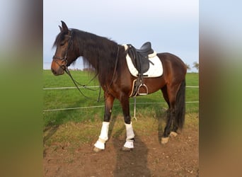 PRE Mix, Mare, 8 years, 16 hh, Brown