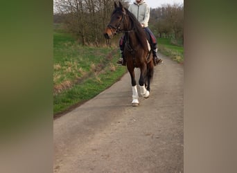 PRE Mix, Mare, 8 years, 16 hh, Brown