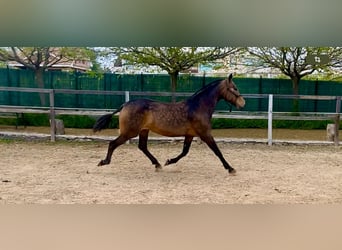 PRE Mix, Mare, 8 years, 16 hh, Dun