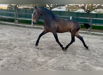 PRE Mix, Mare, 8 years, 16 hh, Dun