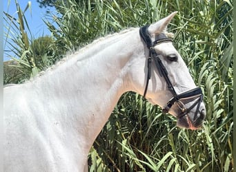 PRE Mix, Mare, 8 years, 16 hh, Grey