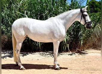 PRE Mix, Mare, 8 years, 16 hh, Grey