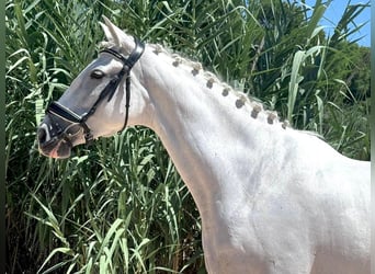 PRE Mix, Mare, 8 years, 16 hh, Grey