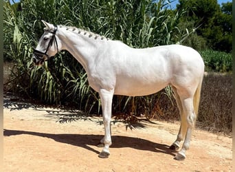 PRE Mix, Mare, 8 years, 16 hh, Grey