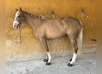 PRE Mix, Mare, 8 years, 16 hh, Palomino