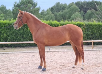 PRE Mix, Mare, 8 years, 16,1 hh, Chestnut-Red