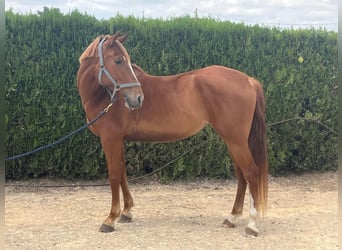PRE Mix, Mare, 8 years, 16,1 hh, Chestnut-Red