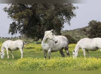 PRE Mix, Mare, 8 years, 16,3 hh, Grey