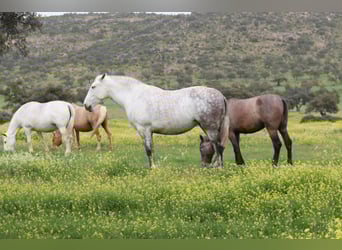 PRE Mix, Mare, 8 years, 16,3 hh, Grey