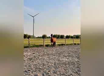 PRE, Mare, 8 years, Brown