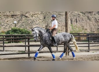 PRE Mix, Mare, 8 years, Gray