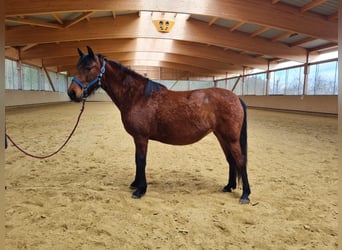 PRE Mix, Mare, 9 years, 14.2 hh, Brown