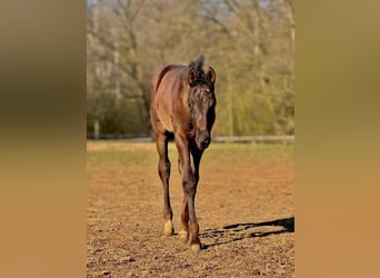 PRE, Mare, 9 years, 14.2 hh, Buckskin