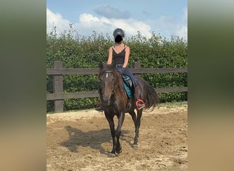 PRE Mix, Mare, 9 years, 15,1 hh, Brown