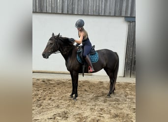 PRE Mix, Mare, 9 years, 15,1 hh, Brown