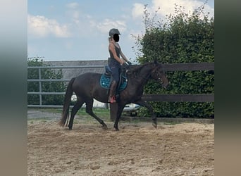 PRE Mix, Mare, 9 years, 15,1 hh, Brown