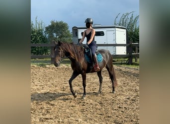 PRE Mix, Mare, 9 years, 15,1 hh, Brown