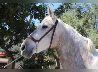 PRE Mix, Mare, 9 years, 15.1 hh, Grey