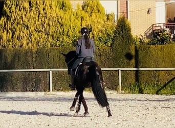 PRE, Mare, 9 years, 15,2 hh, Bay-Dark