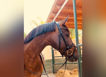 PRE, Mare, 9 years, 15,2 hh, Bay-Dark