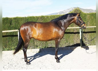 PRE, Mare, 9 years, 15,2 hh, Bay-Dark