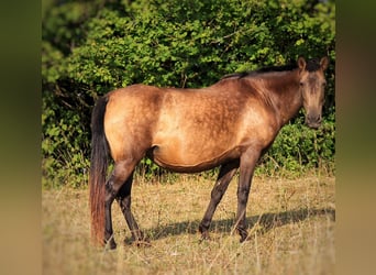 PRE Mix, Mare, 9 years, 15.2 hh, Brown
