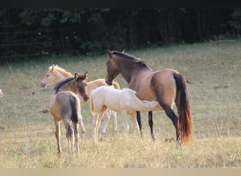 PRE Mix, Mare, 9 years, 15.2 hh, Brown