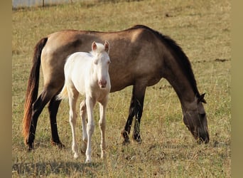 PRE Mix, Mare, 9 years, 15.2 hh, Brown