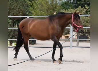 PRE, Mare, 9 years, 15,2 hh, Brown