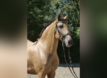 PRE Mix, Mare, 9 years, 15.3 hh, Dun