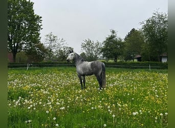 PRE Mix, Mare, 9 years, 15.3 hh, Gray